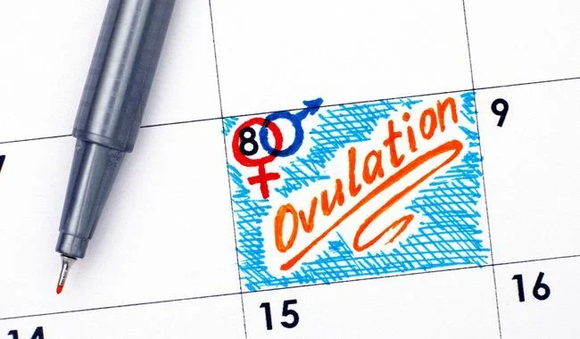 ovulation