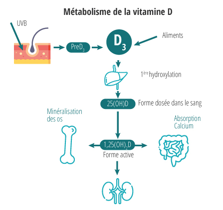 metabolisme vitamine d